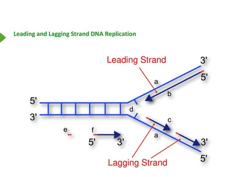 Dna Replication Repair And Recombination Ppt Download