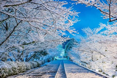 桜の名所が冬に見せる雪景色が、幻想的な美しさ！｜zekkei Japan