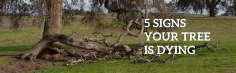 5 Signs Your Tree Is Dying MARTIN S TREE SERVICE INC