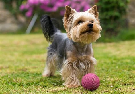 15 Most Popular Yorkie Haircuts With Pictures Marvelous Dogs