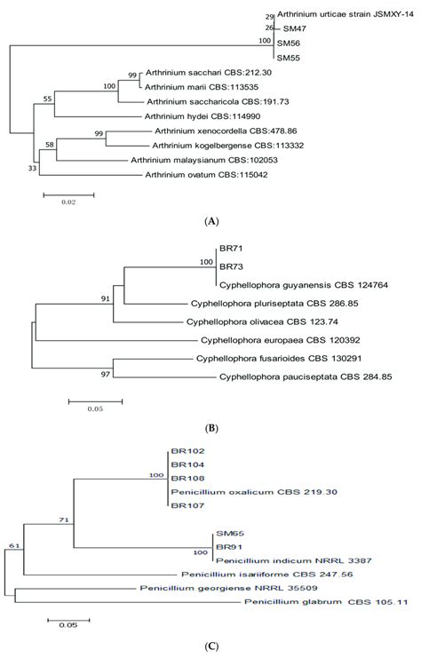 Maximum Likelihood Tree Inferred From Combined Sequences Of Its And