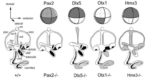 Schematic Representation Of The Mouse Otic Vesicle Showing The