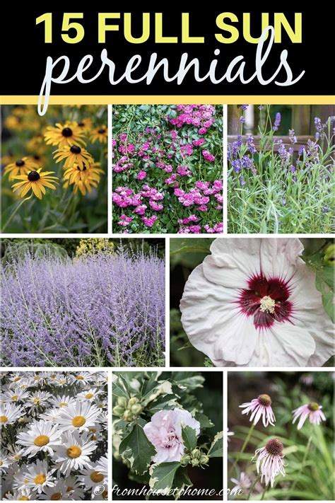 Low Maintenance Full Sun Perennials A Guide To Create A Beautiful Garden