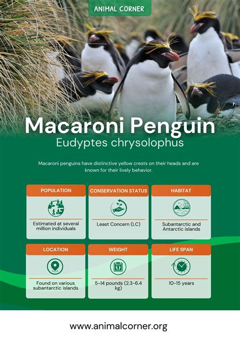 Macaroni Penguin - Facts, Diet & Habitat Information