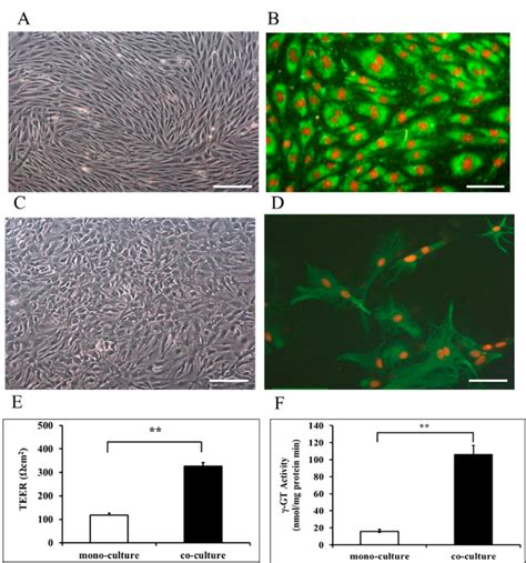 Cell Characterization And Establishment Of The In Vitro Bbb Model A