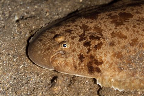 A Guide to the Different Types of Flatfish in the Ocean - American Oceans