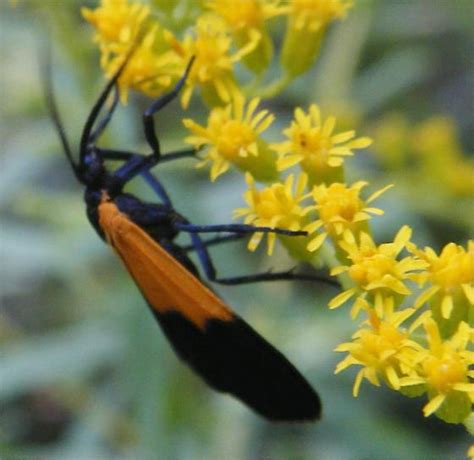 Lycomorpha Pholus Black And Yellow Lichen Moth Lycomorpha Pholus