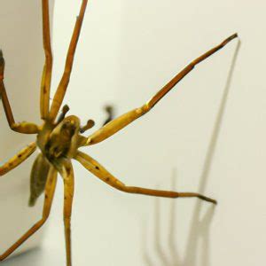 Most Venomous Spiders Ranking The Most Toxic Species The Knowledge Hub