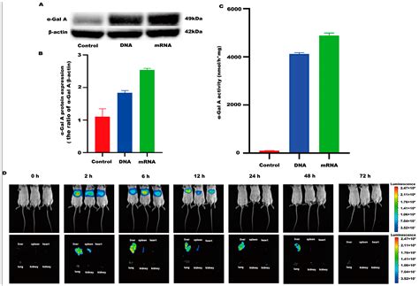 Biology Free Full Text Evaluating The Metabolic Basis Of α Gal A