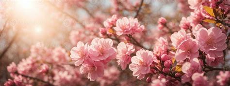 Spring Border Or Background Art With Pink Blossom Beautiful Nature