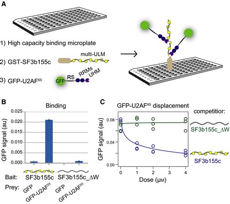 Identification Of A Small Molecule Splicing Inhibitor Targeting Uhm