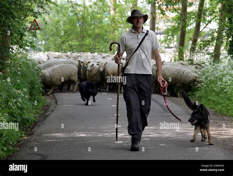 Shepherd Sheep Stock Photos & Shepherd Sheep Stock Images - Alamy