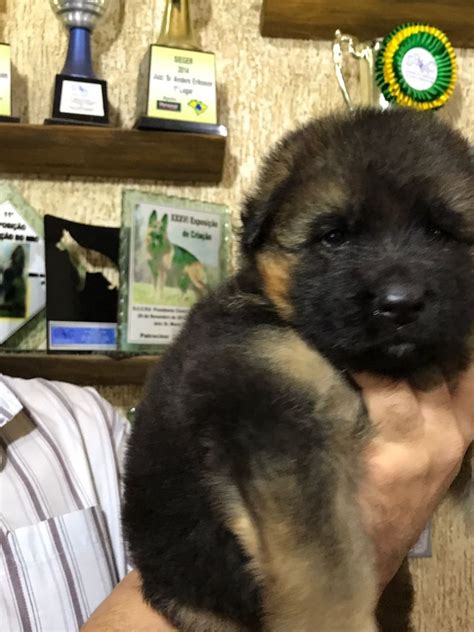 Pastor Alemao Capa Preta Pelo Longo R 239999 Em Mercado Livre