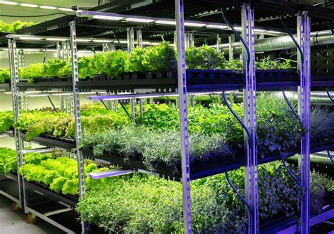 Sustainable Agriculture The Environmental Impact Of Vertical Farming Vertical Farms Ltd