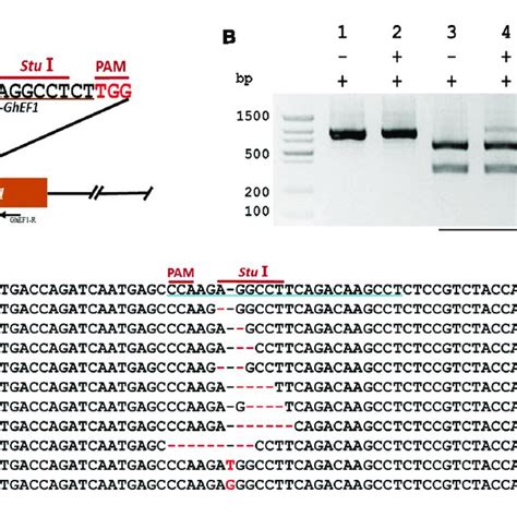 Crispr Cas Mediated Targeted Mutagenesis Of Ghpds In Cotton