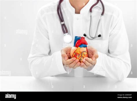 Cardiologist With Stethoscope Holding A Model Heart In Hands Medical