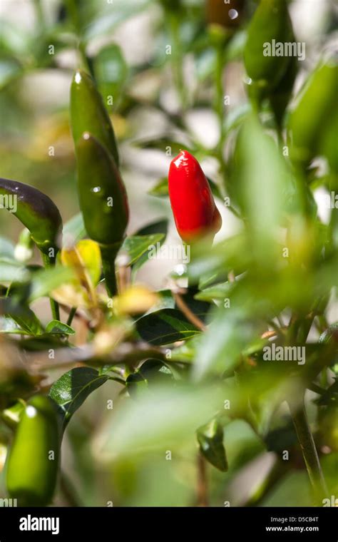 Chili Pepper Plant Stock Photo - Alamy