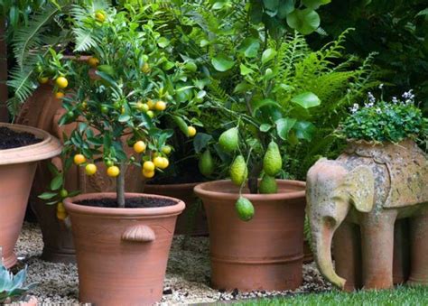 Arbres Fruitiers Que Vous Pouvez Faire Pousser Dans Des Pots