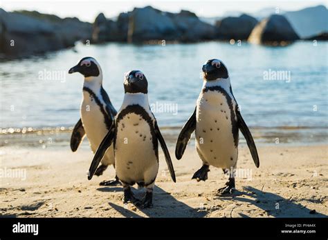 Penguins on boulders beach, Capetown, South Africa Stock Photo - Alamy