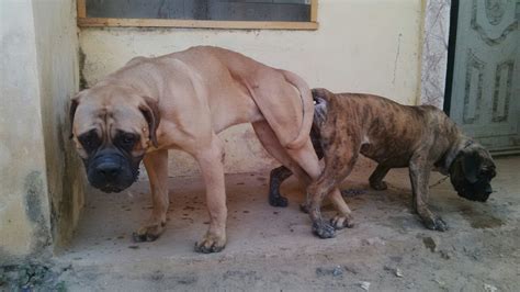 Brindle Female Bullmastiff Puppy For Sale Wit Parents Pix - Pets - Nigeria