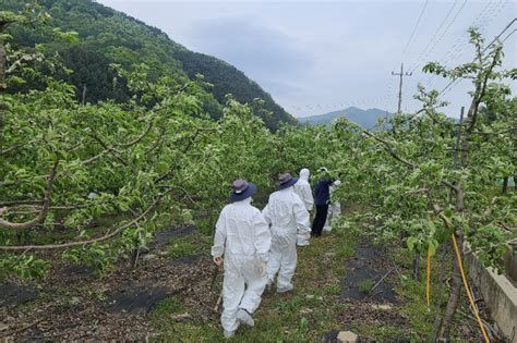 충북 충주서 과수화상병 추가 발생누적 6건 19ha 확대 노컷뉴스