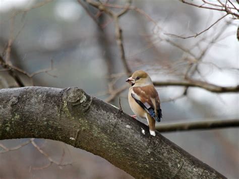 シメ（山田池公園の野鳥）