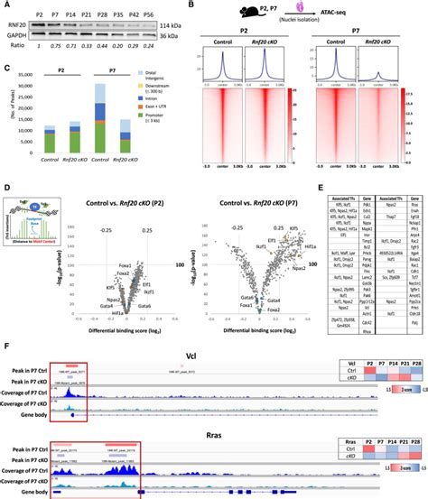 Epigenetic regulator RNF20 underlies temporal hierarchy of gene ... 