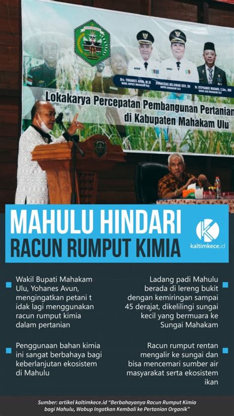 Infografik Mahulu Hindari Racun Rumput Kimia Kaltim Kece