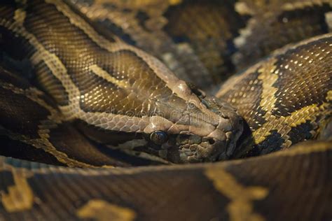 stock photoangolan python python anchietae stock image image