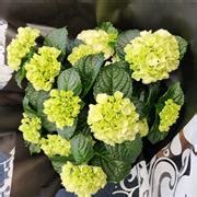 White Hydrangea Plant