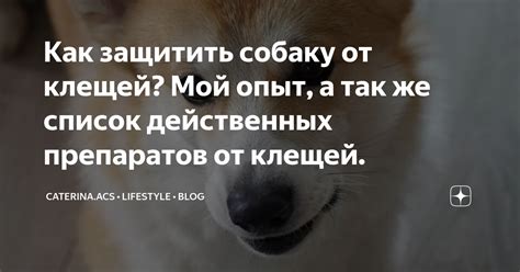 Как защитить собаку от клещей? Мой опыт, а так же список действенных ...