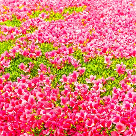 Download Pink Flower Nature Flower Azalea Pfp