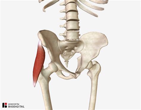 Tensor Fascia Lata I A Major Cause of Unexplained Hip Pain