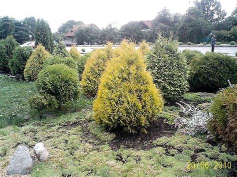 Туя пирамидальная (Карликовая золотистая), цена 50 грн., купить в Киеве ...