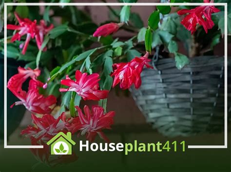 Christmas Cactus How To Grow Care Zygocactus