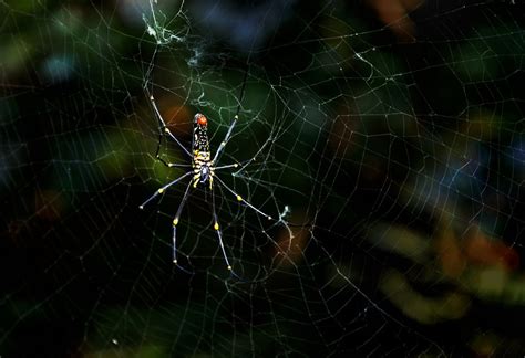 The Spider Smithsonian Photo Contest Smithsonian Magazine