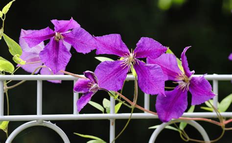 Fiori Rampicanti Consigli Di Cura E Coltivazione Bestprato