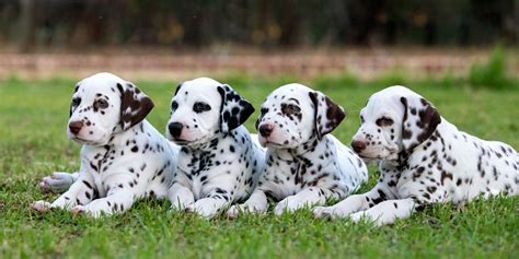 10 Spotted Dog Breeds – Traits, Facts & FAQs