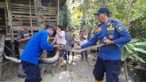 Petugas Damkar Lampung Selatan Evakuasi Ular Sanca Sepanjang 4 5 Meter