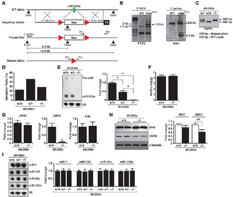 Myh7 Western Blot Gene Expression Assay Gxd