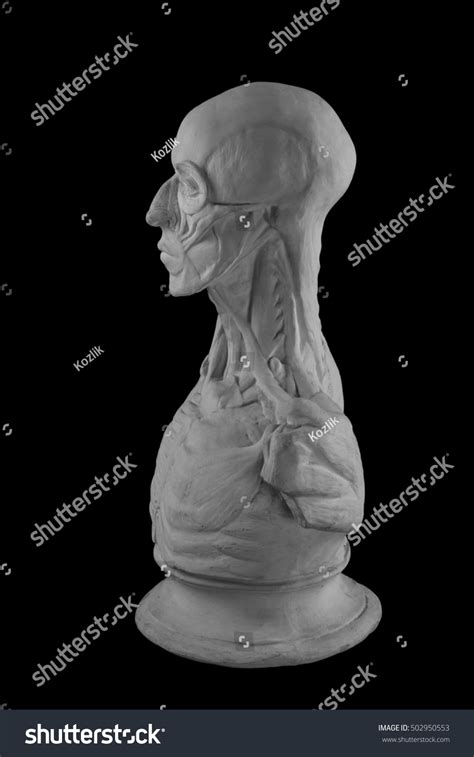 Plaster Statue Naked Man Anatomically Shaped Stock Photo Shutterstock