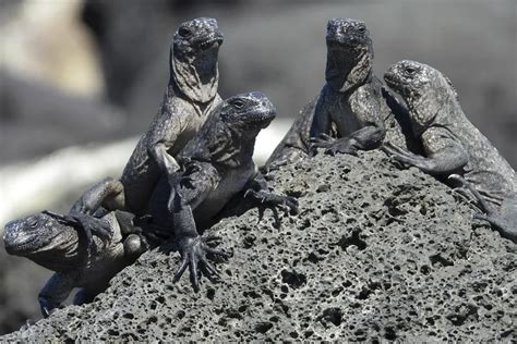 The Season Of Marine Iguana Hatching In Galápagos A Natural Spectacle