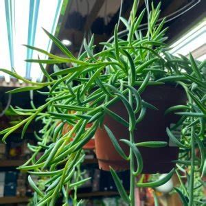 The String Of Fishhooks Senecio Radicans Succulent City