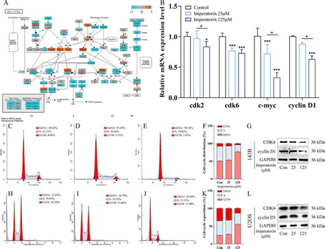 Imp Induced G G Phase Arrest In Cell Cycle Of Human Osteosarcoma