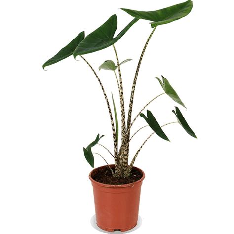 Alocasia 'Zebrina' - Vitro Westland