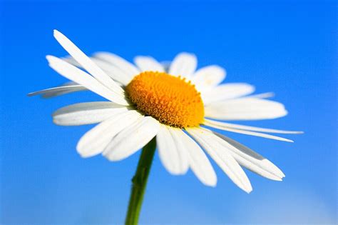 Margerite Leucanthemum Vulgare Oxeye License Image 70327631