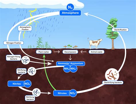 Newsela | The nitrogen cycle
