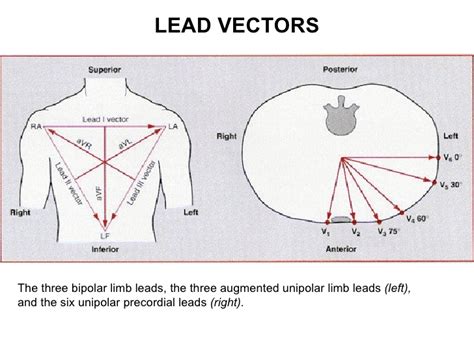 The Best Free Ecg Vector Images Download From 40 Free Vectors Of Ecg At Getdrawings