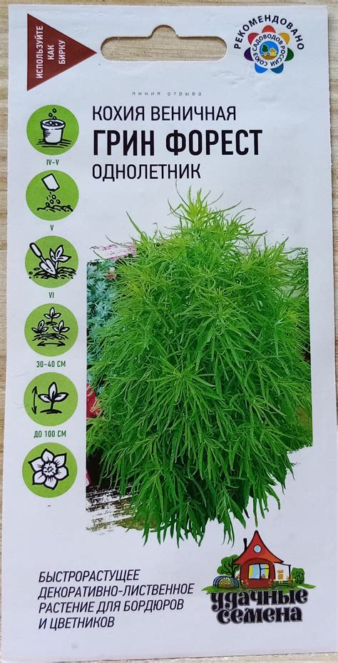 Кохия веничная Грин Форест (70 фото) - фото - картинки и рисунки ...