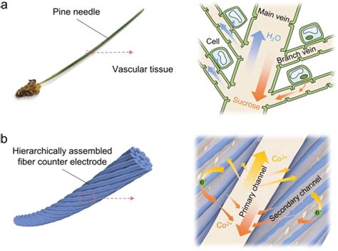 structures  pine needle  hcnt fiber counter electrode